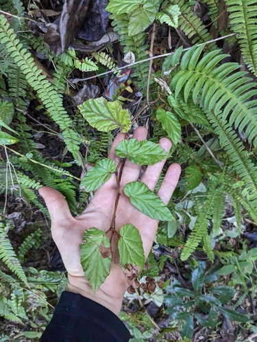 Image of Begonia domingensis by (c) Zac Peterson, some rights reserved (CC BY)