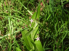 Oxypetalum solanoides