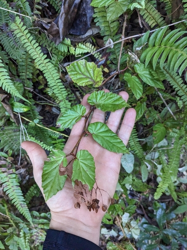 Image of Begonia domingensis by (c) Zac Peterson, some rights reserved (CC BY)