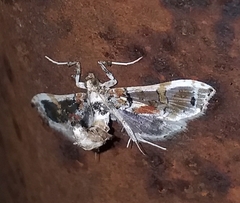 Neoleucinodes