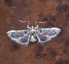 Neoleucinodes