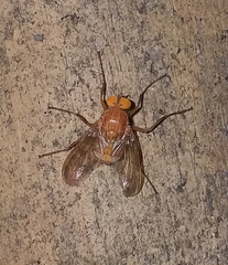 Ormia