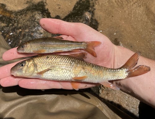 Striped jumprock (Moxostoma rupiscartes) — Catostomidae — 2