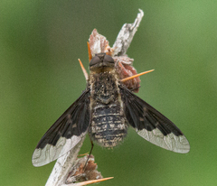 Hemipenthes morioides