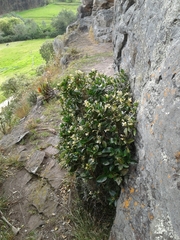 Palicourea boqueronensis