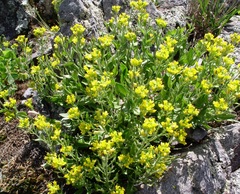 Draba petrophila