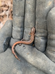 Plethodon websteri