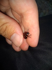 Platyphora congregata