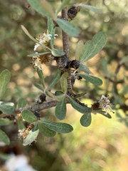 Olearia odorata