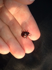 Platyphora congregata