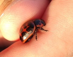 Platyphora congregata
