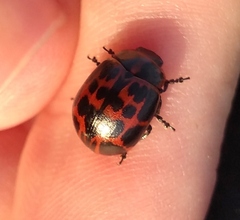 Platyphora congregata