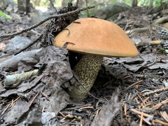 Leccinum insigne