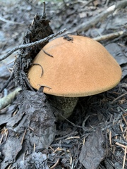 Leccinum insigne