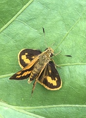 Ocybadistes walkeri sothis