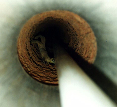 Varanus panoptes rubidus