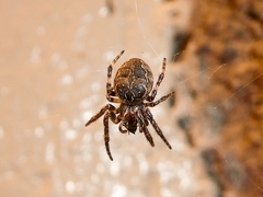 Larinioides sclopetarius