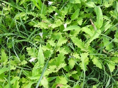 Solanum juvenale