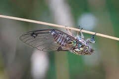 Amphipsalta