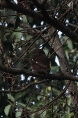 Glaucidium cuculoides