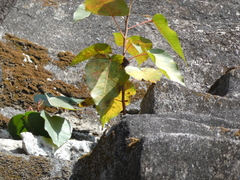 Ficus