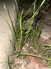 Microlaena stipoides