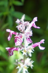 Stachys