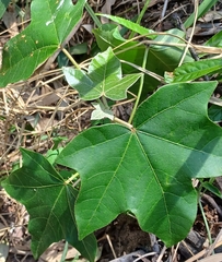 Brachychiton discolor