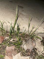 Microlaena stipoides