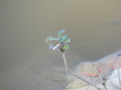 Angiospermae
