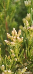 Baccharis linearis