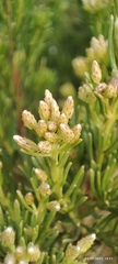 Baccharis linearis