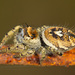 Phidippus arizonensis - Photo (c) greglasley, some rights reserved (CC BY-NC), uploaded by Greg Lasley