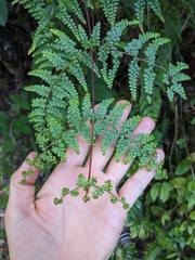 Odontosoria aculeata