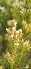 Baccharis linearis