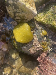 Colpomenia tuberculata