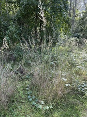 Austrostipa ramosissima