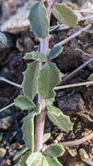 Ceanothus pauciflorus