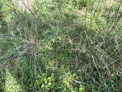 Austrostipa ramosissima