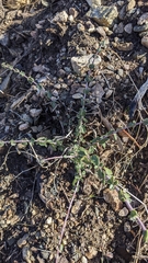 Ceanothus pauciflorus