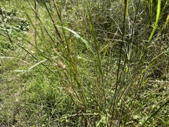 Austrostipa ramosissima