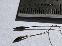 Austrostipa ramosissima