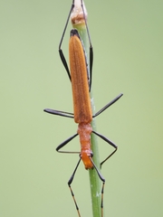 Psilomorpha tenuipes