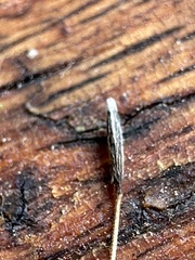 Austrostipa ramosissima