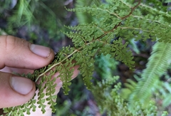 Odontosoria aculeata