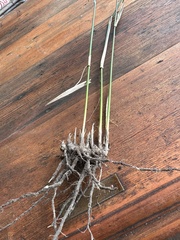 Austrostipa ramosissima