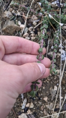 Ceanothus pauciflorus