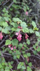 Ribes malvaceum