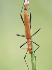 Psilomorpha tenuipes