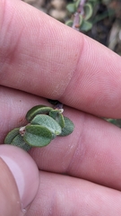 Ceanothus pauciflorus